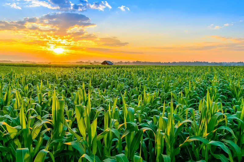 MCT AGRI